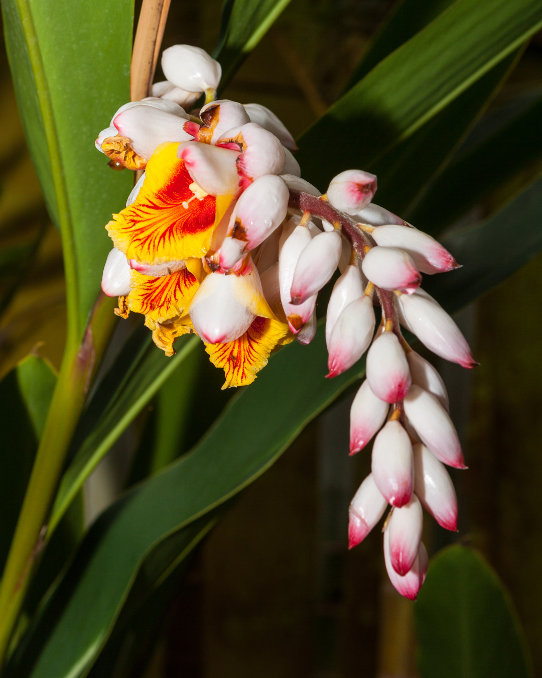 L'Atoumo : Le Complice Bien-être des Jardins Martiniquais