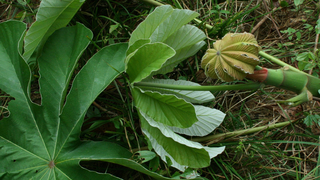 Le Bois Canon : Un Trésor Naturel pour Votre Santé 🌿