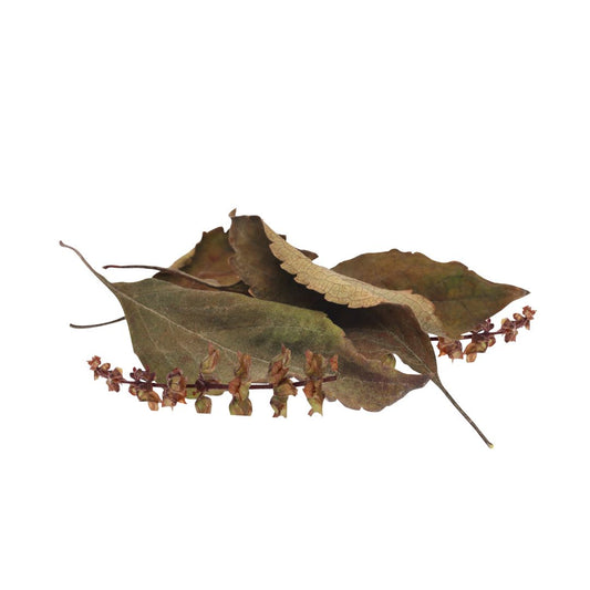 Feuilles de Basilic (Ocimum basilicum)